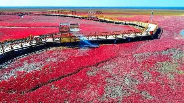 辽宁·红海滩红色海岸线