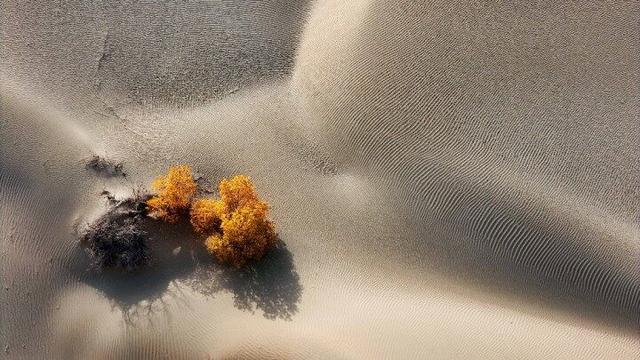 出片率100%！赴一场沙漠胡杨的金色之约