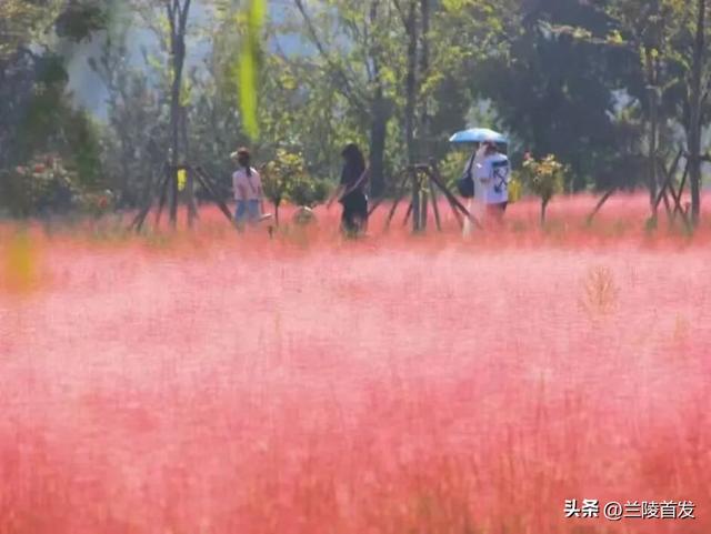 好客山东好品山东｜快看！山东的秋天是粉色的