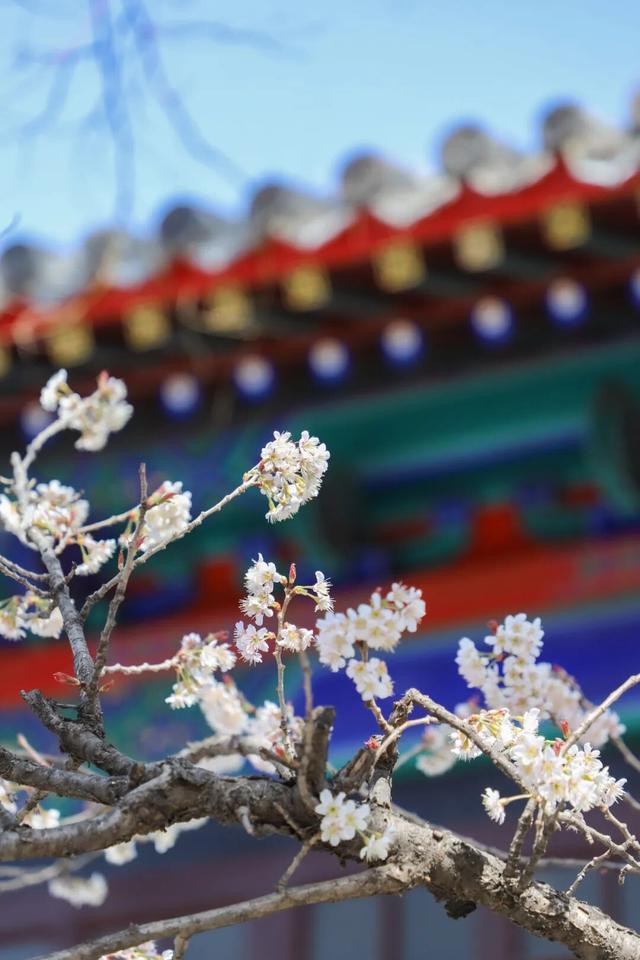 用四时好景打开曲阜三孔景区，留存每一帧中式浪漫！