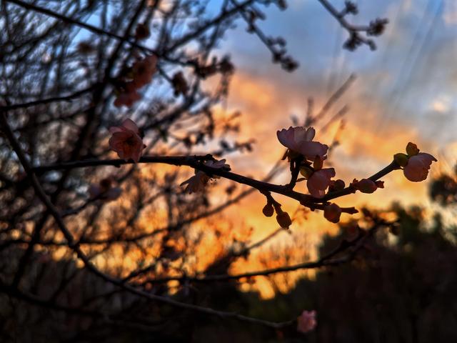 深圳赏梅天花板！🌸27000m²梅园地铁直达