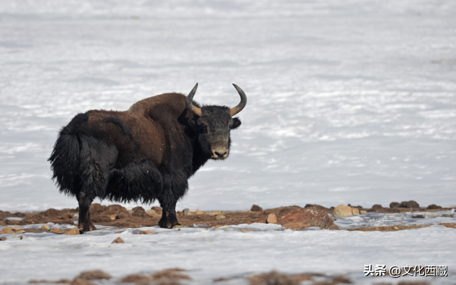 一文掌握西藏旅行！全景资源地图出炉，玩出新高度！