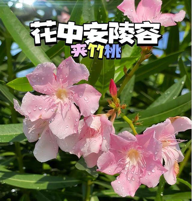 阴花不能进阳宅！这5种花“打死”也不养，家里若有？快挪走！