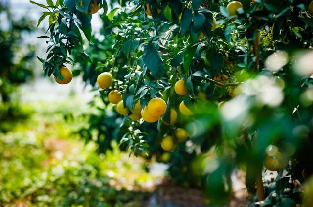 太仓顶流！稻田里的丰收狂欢，本周末必冲！