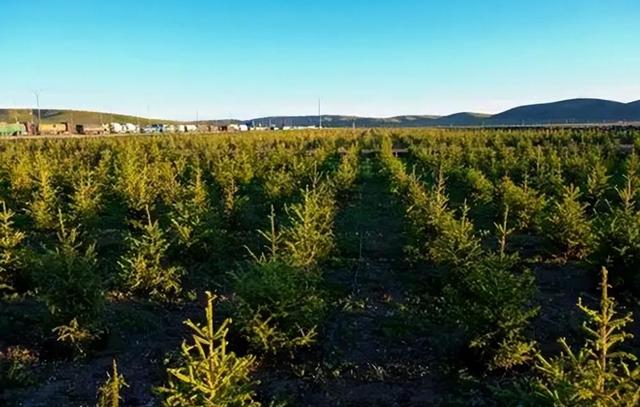 中国唯一见不到树的城市，曾有人悬赏30万，只求一棵树能活下来