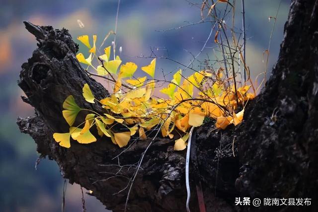 谁说冬日萧瑟？白马河畔，正藏着一个“暖色系”的冬天