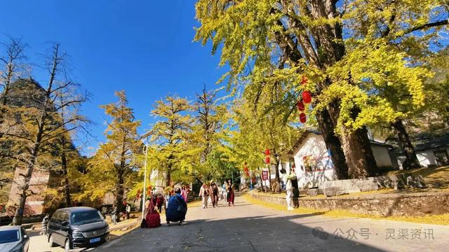 银杏古村披金纱 秦家大院引客来