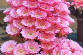 江苏一女子因“阳台仙人球”走红，开花美极了，超多人都被治愈了图片