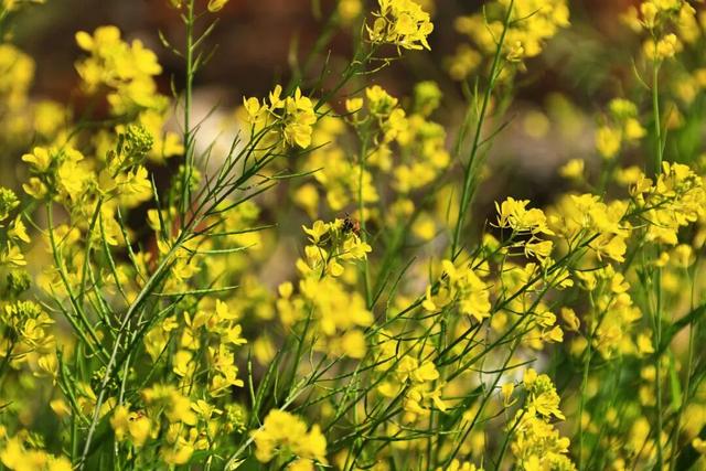 陇南油菜花提前开放，今天可以约起走！