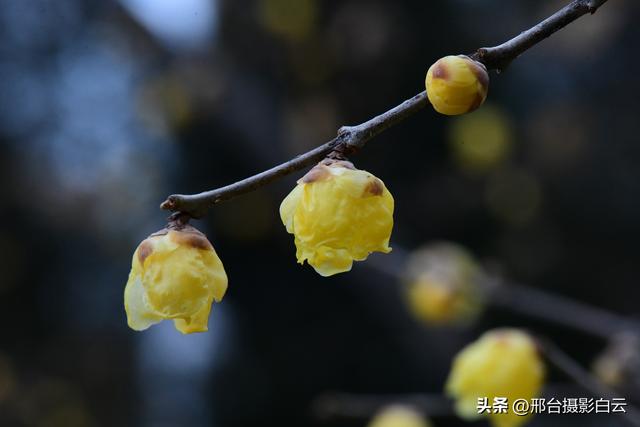 达活泉公园腊梅（美图）