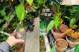 7种“水果核”别扔，丢进花盆里，15天长成小森林，美过发财树图片