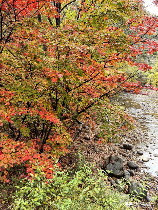 2025辽宁赏秋之旅日记(2)——游览丹东蒲石河森林公园