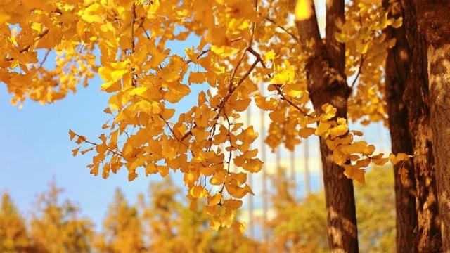 一叶知秋，一树成金，又到银杏醉美时