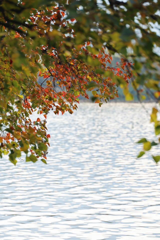 红了！越来越红了！