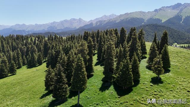 自驾北疆秘境江布拉克，雪山森林草地麦田交相辉映，媲美那拉提