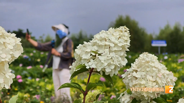 呈贡“鲜花巴士”重磅上线！票价已公布