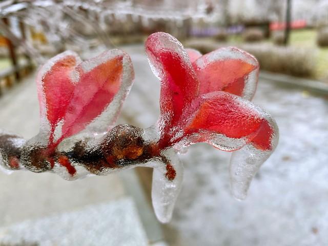 “倒春寒有没有	，就看腊月十二	”，今日腊月十二，开春后会有倒春寒吗？早看早了解！