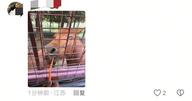 笑麻了！国庆的动物们都吃出工伤了！一看评论区动物们都EMO 了
