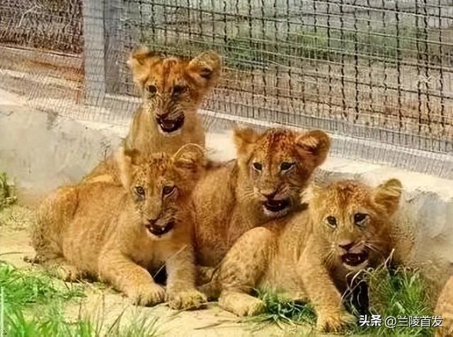 好客山东好品山东｜临沂遛娃去哪儿？初冬攻略收藏就出发～