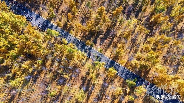 千亩银杏“披金”迎客来