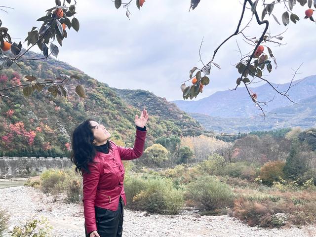 秦岭秋色里的一抹甜