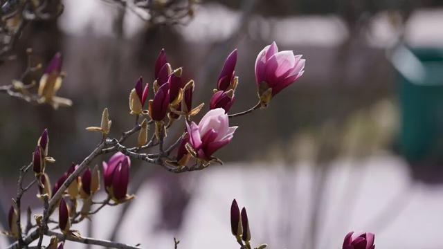 绝美！又是一年玉兰开