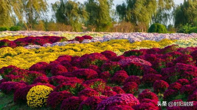 看完这朵看那朵🤩