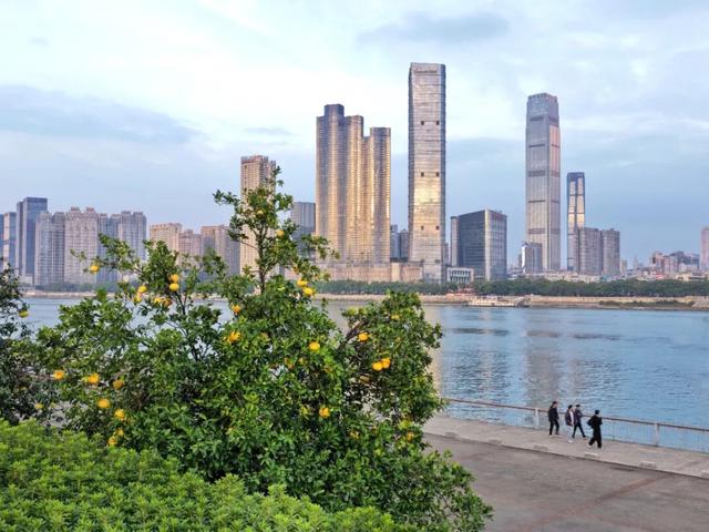 橘子洲，又见橘红染湘江