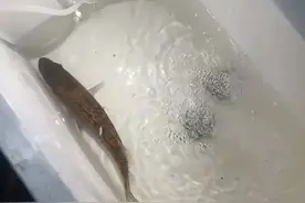 江西一男子钓到斑鳜鱼，身上“长”满铜钱，网友：北京三环一套房图片