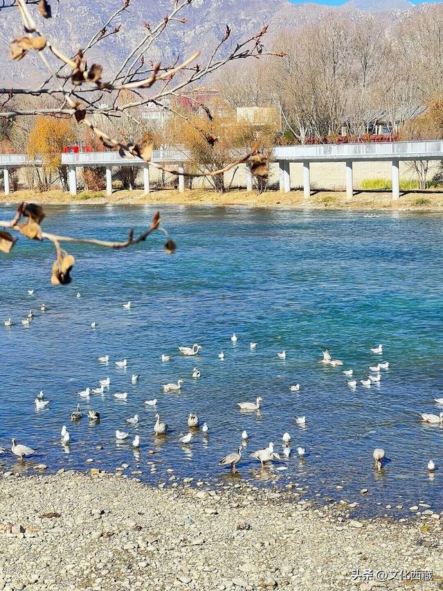 结冰后，美成油画！你见过这样的拉萨吗？