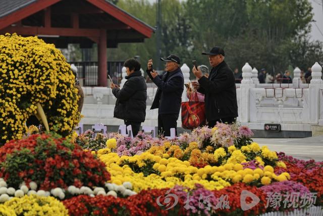 周口：重阳赏菊正当时 千年古陵飘菊香