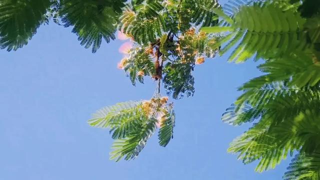 大美泌阳系列之菌都公园：荷香逸韵 秋染园景