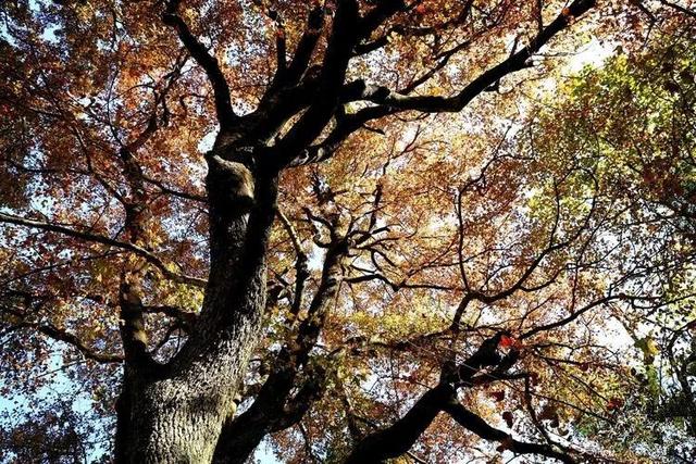 从千年禅钟到荞麦“雪”海，跟着韶关这条治愈秋季美景线路游，超出片！
