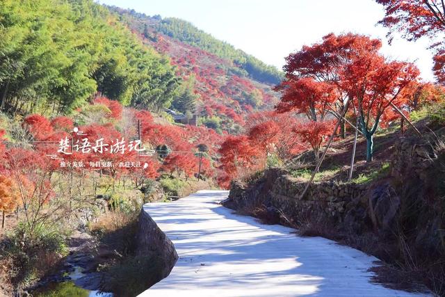 宁波这处秋色又到最美时刻，4条古道串联起近10个村庄，值得推荐