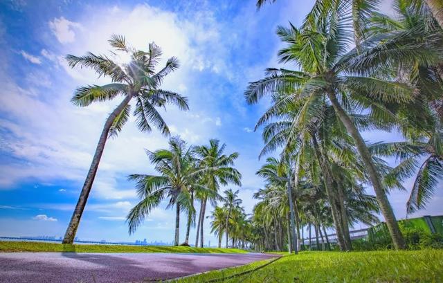 海南环岛自驾终极攻略|12天一路向南,私藏玩法+避坑指南全揭秘