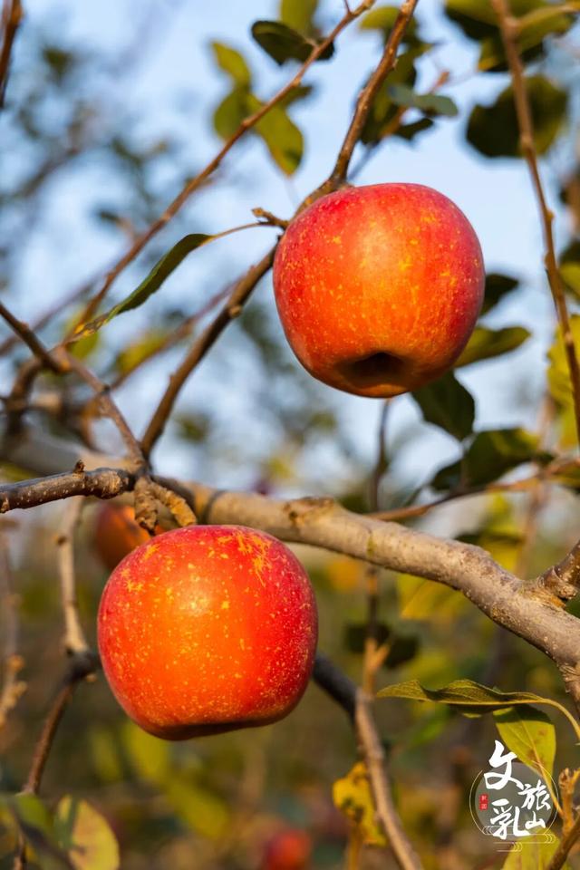 当秋风吻过乳山：一场关于色彩与治愈的漫步指南