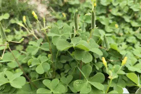 路边这种“肿瘤草”，开着小黄花，种子会爆炸，如今为何抢着挖？图片