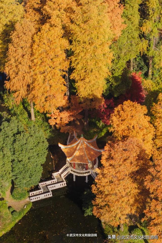 晴晴晴晴晴晴晴晴，东湖彩叶美出新高度！