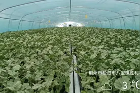 寒潮来袭，如何开展农业生产自救？专家支招→图片