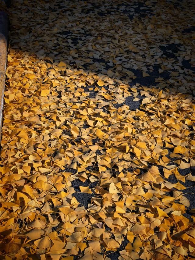 这“落叶不扫”究竟是谁提出来的?实在太过分啦!