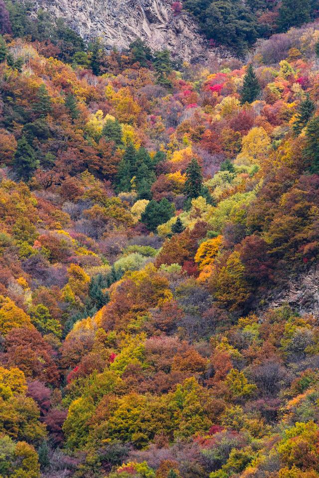 光影札记 | 黑水彩林：八十里画廊的彩林，藏着川西最绚烂的秋