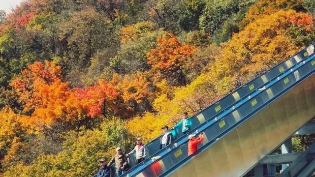 新鲜出炉！沿着这两条精品线路，带你解锁汉中最美红叶→