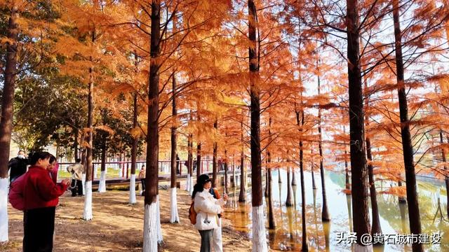 黄石新顶流打卡地！红杉林层林尽染 现实版“童话森林”