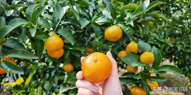 来邛崃桑园镇！赴一场“橙黄橘绿”的甜蜜邂逅