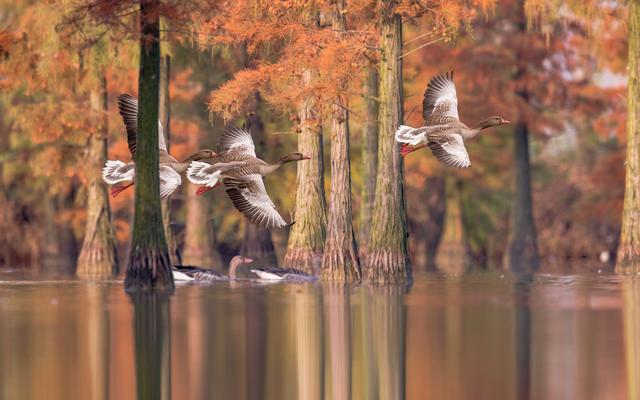 19分钟跨城入画境 宁滁文旅牵手解锁滁州千年风雅胜景