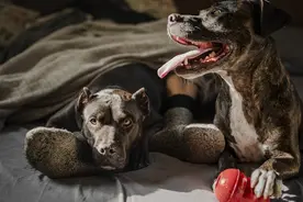 狗不发情时会怀孕吗？发情期以外受孕的生物学不可能性图片