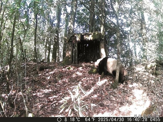 瓦屋山人工巢穴获野生大熊猫喜爱