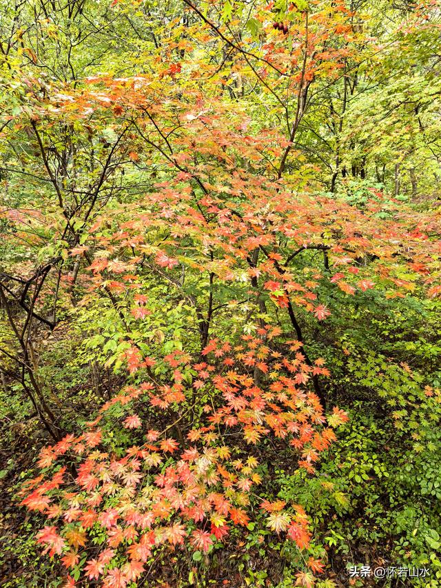 2025辽宁赏秋之旅日记(2)——游览丹东蒲石河森林公园