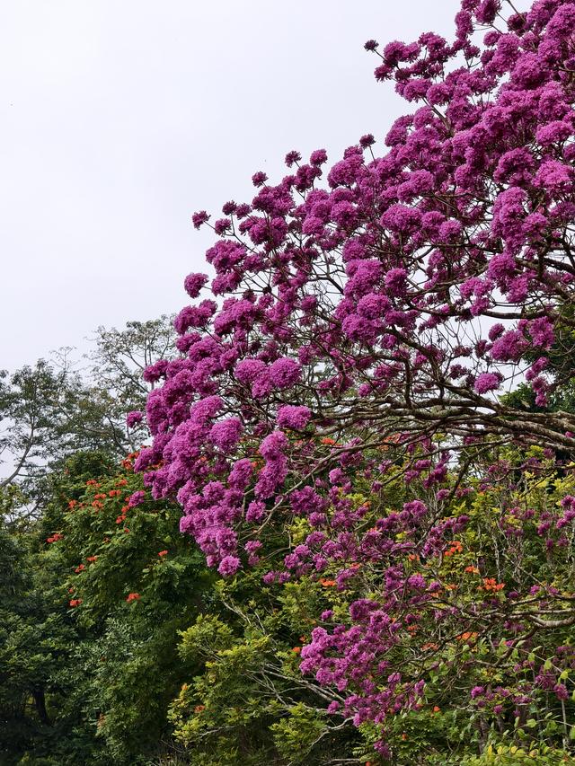 七绝·游森林园