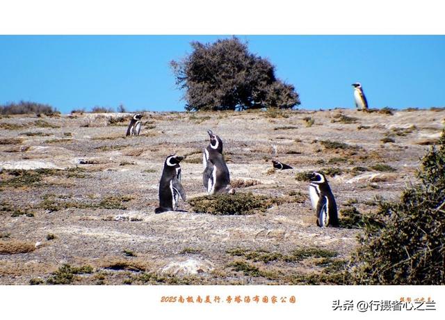 南极南美三国行游影记（77）—阿根廷旁塔汤布国家公园（四）